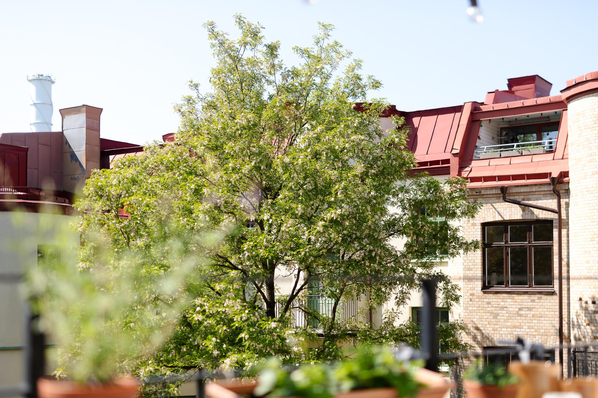Grönska och fågelsång går hand i hand på innergården