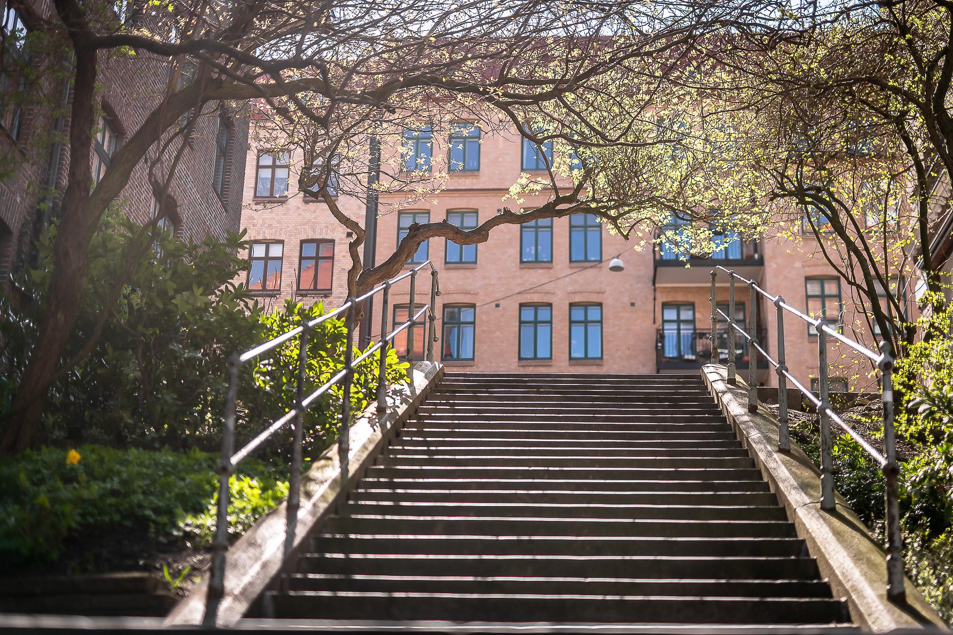 Luntantugatan står snart även den i full blom