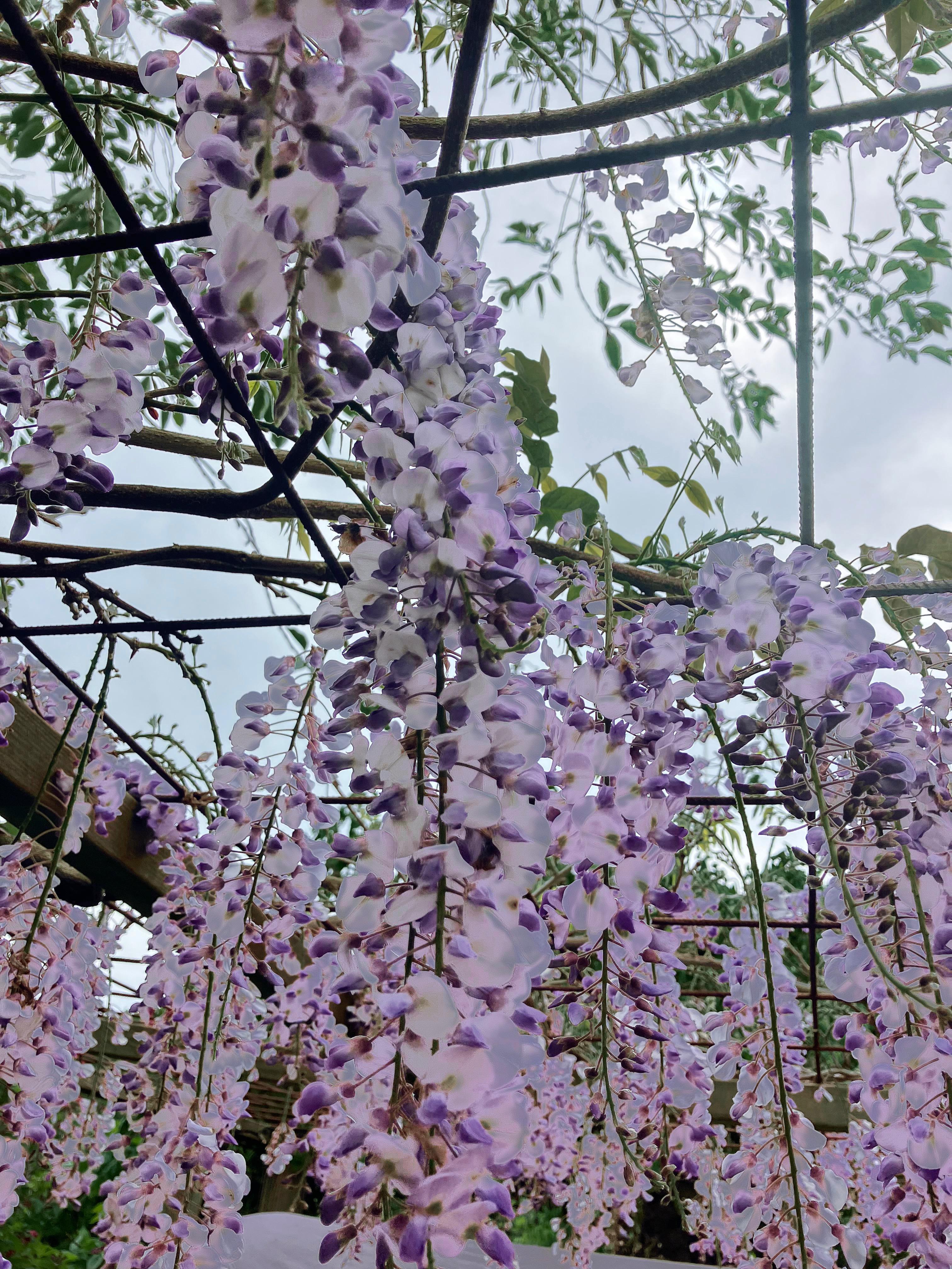 Säljarbild - Tomt/trädgård