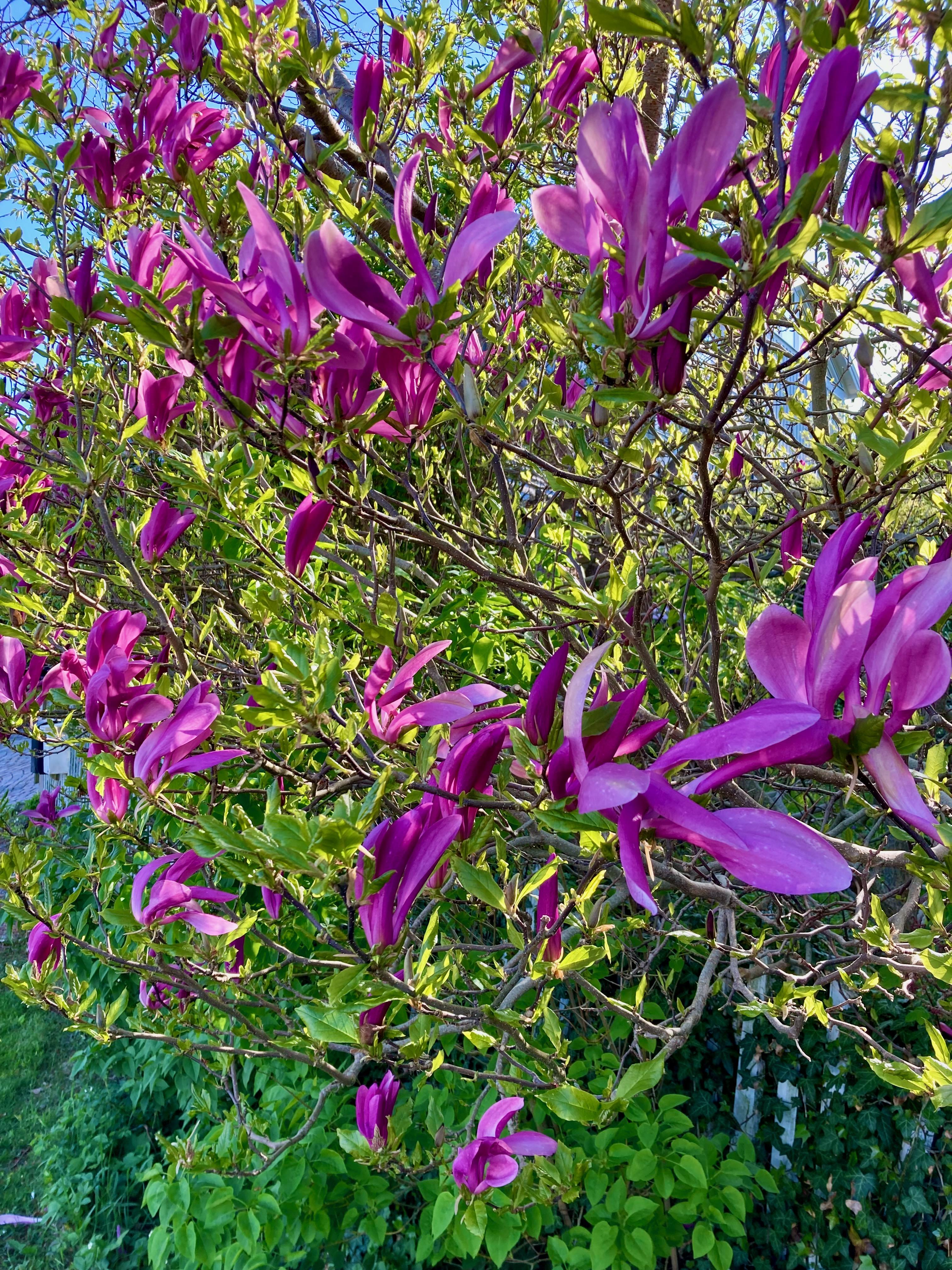 Säljarbild - Tomt/trädgård