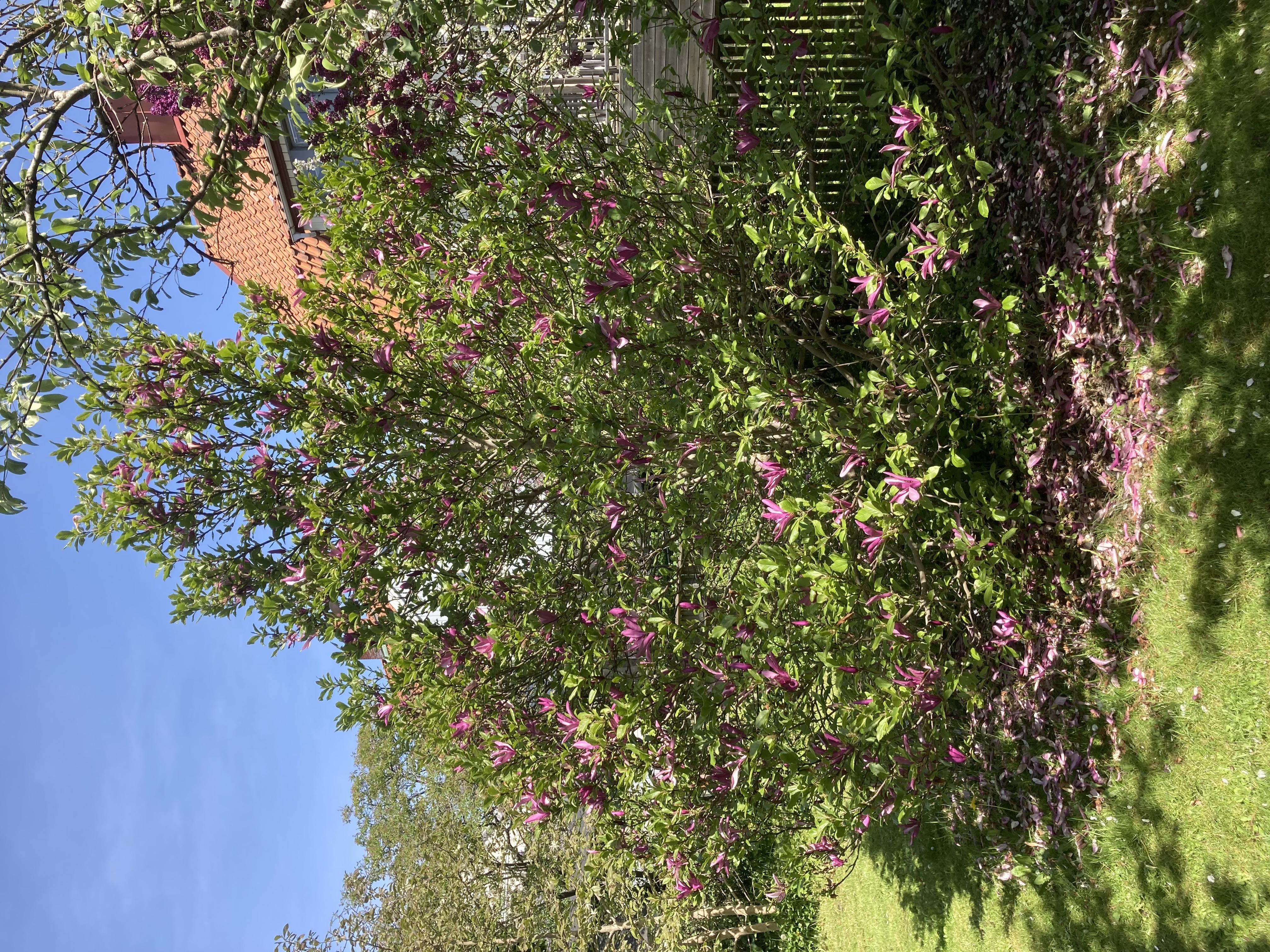 Säljarbild - trädgård