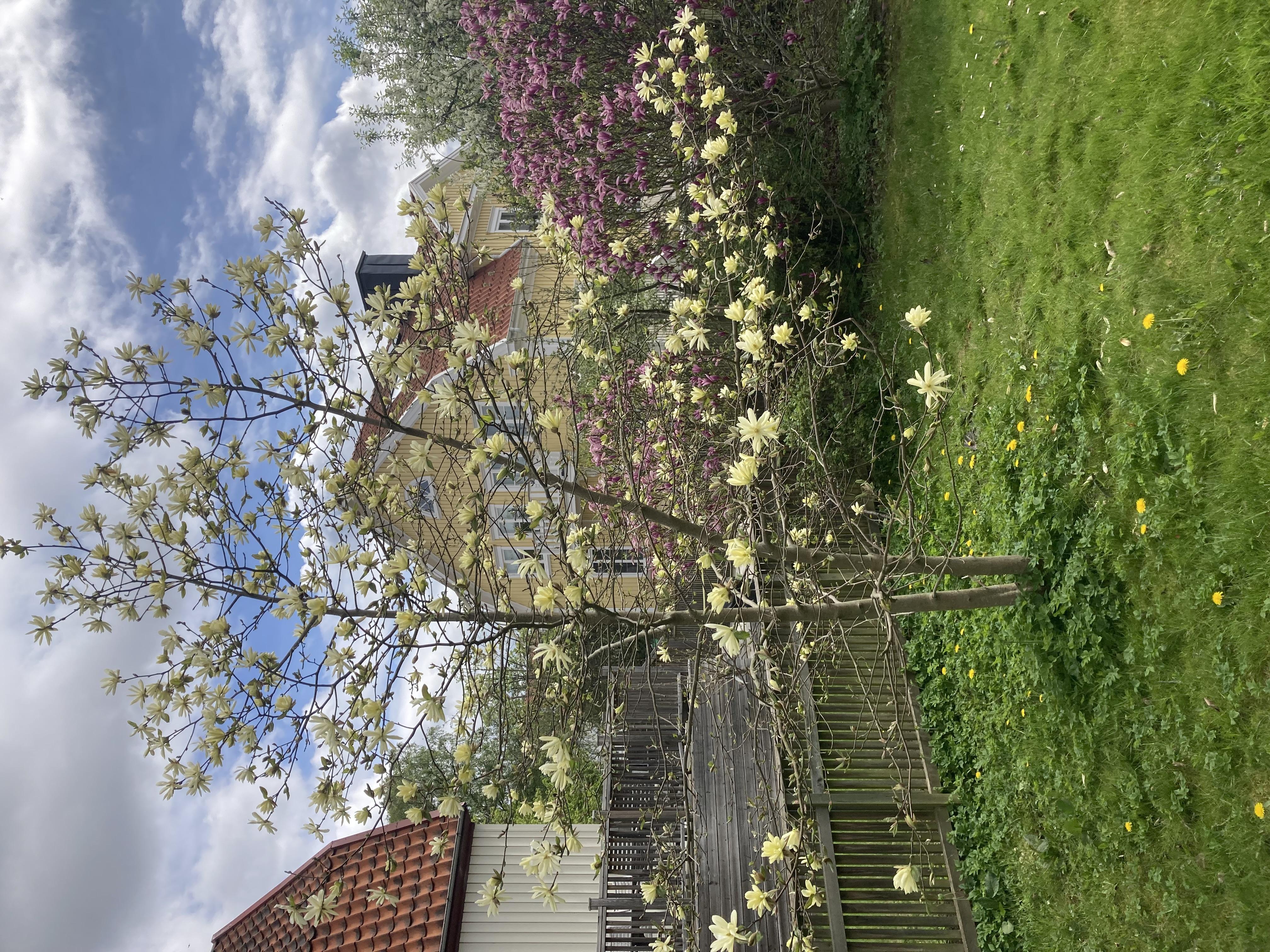 Säljarbild - trädgård