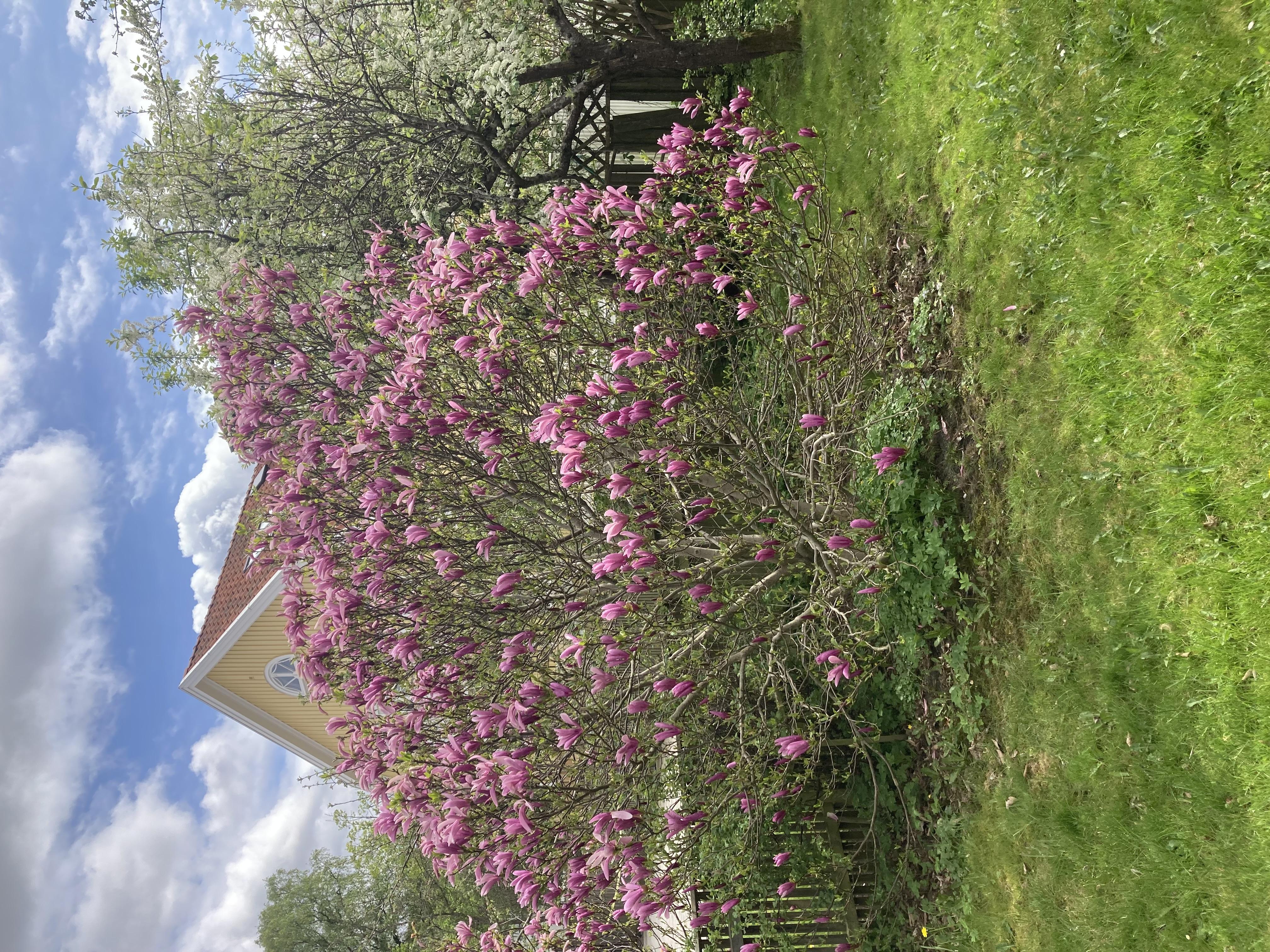 Säljarbild - trädgård